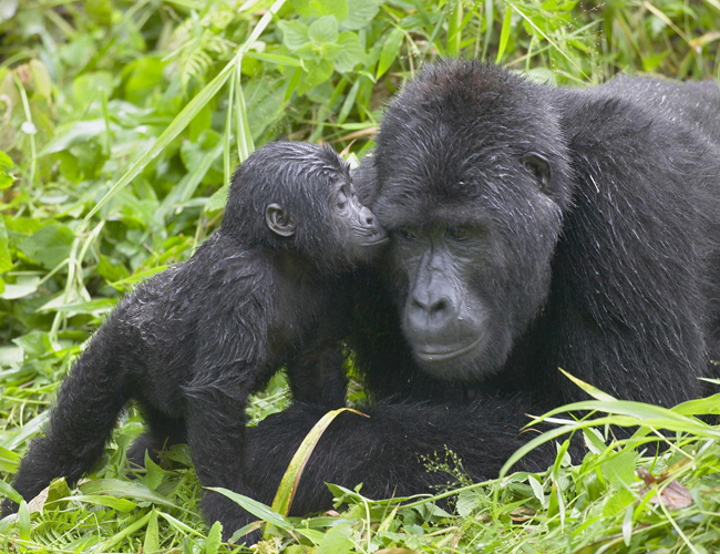 mountain gorilla baby and parent