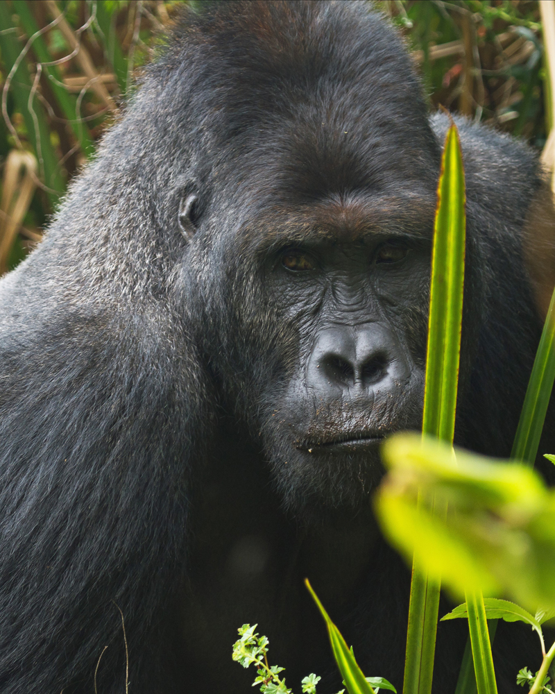 gorilla