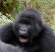 funny gorilla face