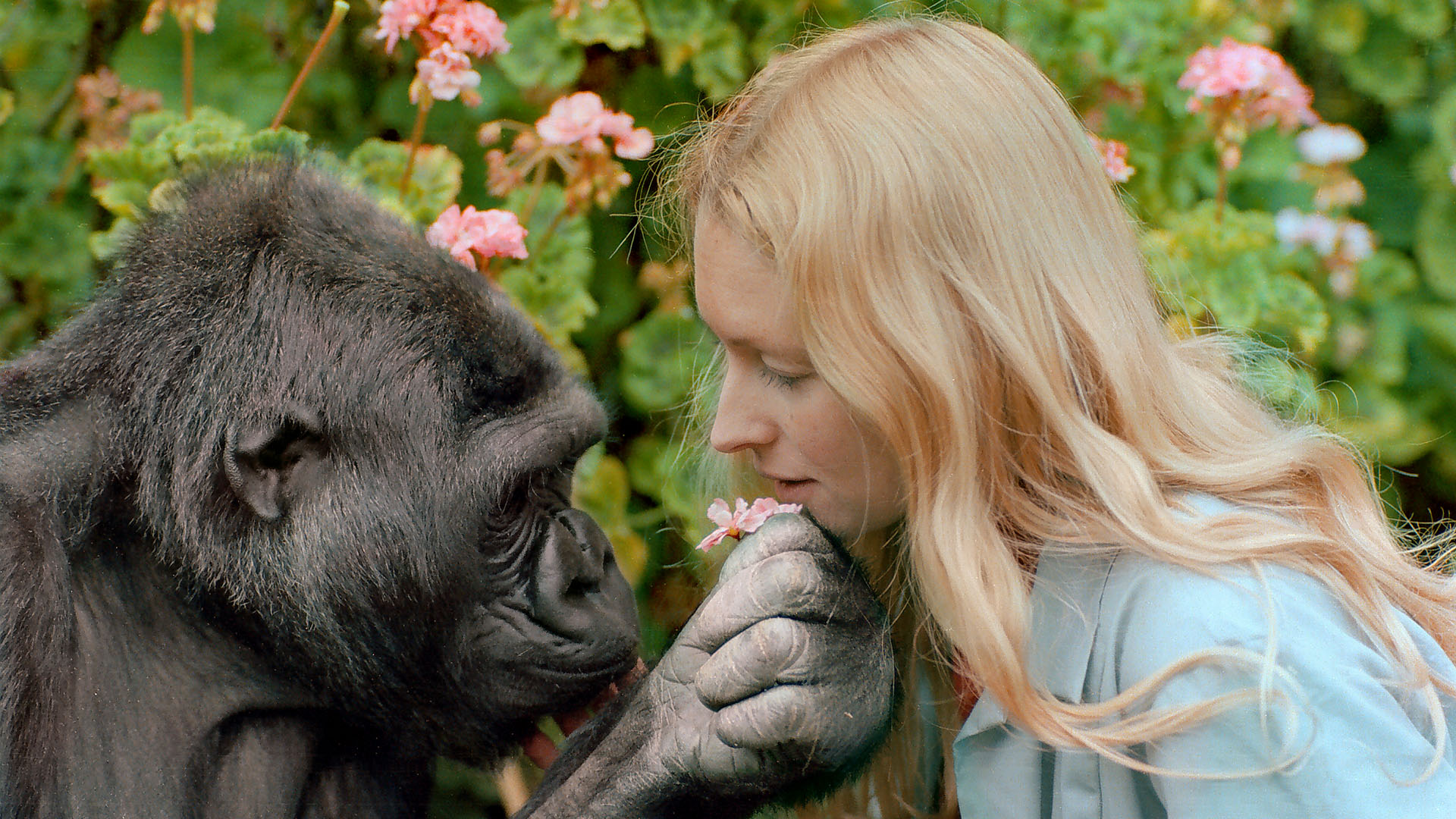 koko and patterson